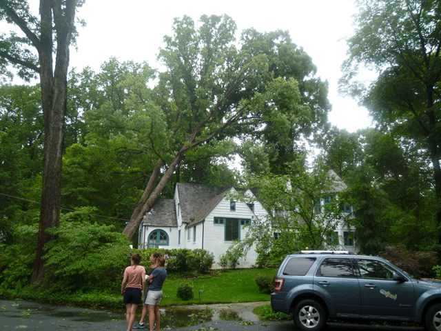 tree on house